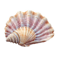 Obraz premium Beautiful Pink and Cream Seashell on White Background