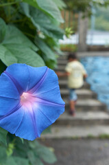 夏に咲く綺麗な青いアサガオの花