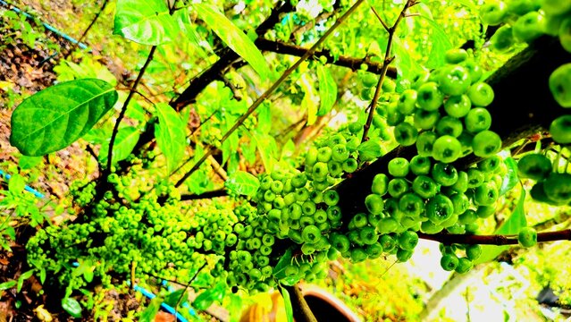  Cluster Fig , Goolar Fig , Ficus racemosa

