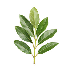 Fototapeta premium Green branch with multiple leaves in realistic 3D on transparent background