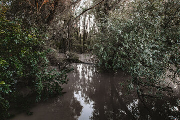 stream in the forest