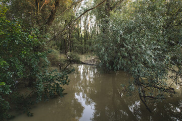 small river in the forest