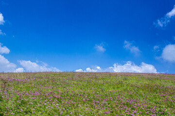 a grassy hill with a cloud in the sky and a horse in the foreground.