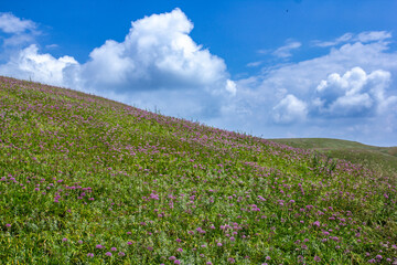 Obraz premium a grassy hill with a cloud in the sky and a horse in the foreground.