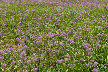 Obraz premium purple flowers in a field of grass with a purple flower
