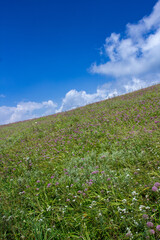 Obraz premium a grassy hill with a cloud in the sky and a horse in the foreground.