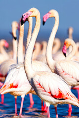 Naklejka premium Close-up of a group of flamingos standing gracefully in shallow water, with soft sunlight reflecting on their vibrant pink feathers. Generative AI
