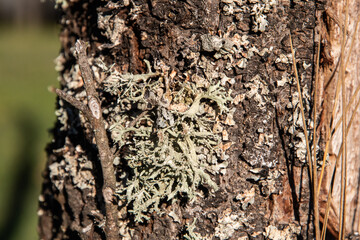 Iceland moss lichen on tree branch closeup