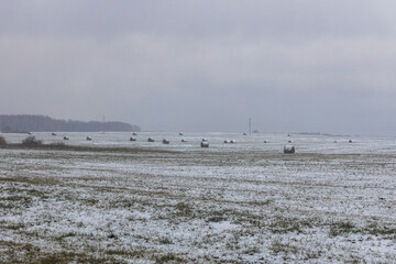 snowy hay bales with fog near farm