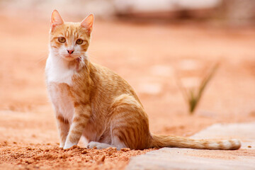 Sitting and looking at the orange cat hope