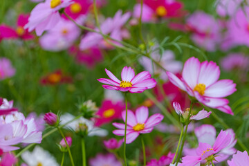 Fototapeta premium Vibrant Cosmos Blossoms in a Colorful Field