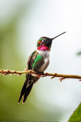 Obraz premium A close-up profile shot of a colorful hummingbird perched on a delicate branch, with a soft natural background highlighting its vibrant feathers. Generative AI