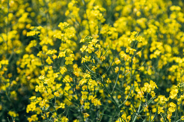 rapeseed field in spring, rapeseed flowers