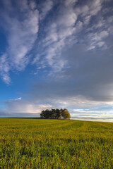 Autumn landscape with groups of lonely trees, Czech Republic