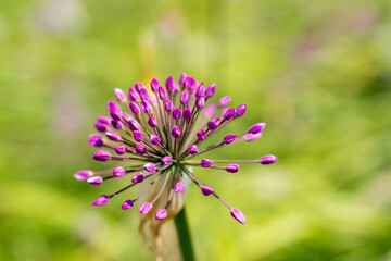 a purple flower with purple petals and the purple petals