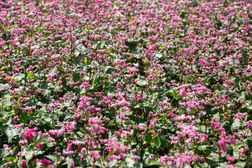 Red buckwheat flowers on the field. Blooming buckwheat. Buckwheat field on a summer sunny day. 