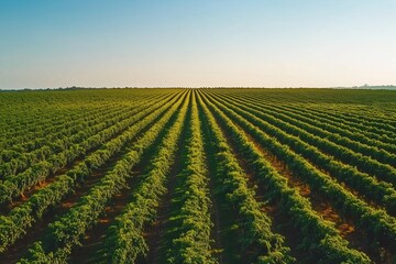 Vast vineyard landscape with rows of grapevines under clear blue sky