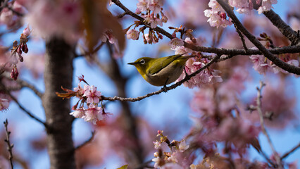 桜　メジロ