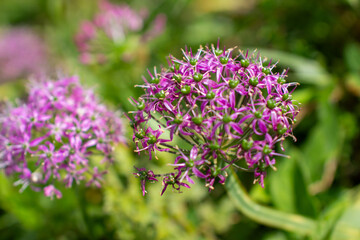 a purple flower with purple petals and the purple petals