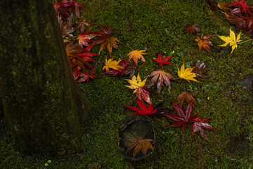 緑色の苔が生えた地面に落ちて雨に濡れた赤色や黄色に紅葉したもみじの落ち葉と木の幹