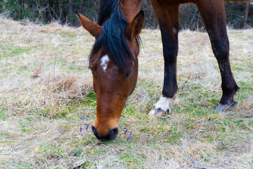 Brown horse gazing on the meadow. Close up photography