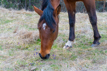 Obraz premium Brown horse gazing on the meadow. Close up photography