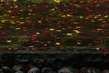 お寺の境内の苔の上に落ちた黄色や赤色に紅葉したもみじの落ち葉