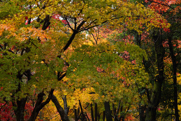 赤色や黄色や緑色やオレンジ色に紅葉したもみじの林