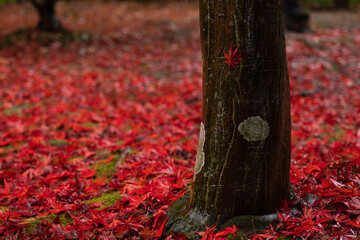 赤く紅葉したもみじの落ち葉の絨毯と木の幹に張り付いた赤いもみじの葉