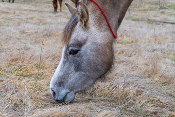 Brown horse gazing on the meadow. Close up photography