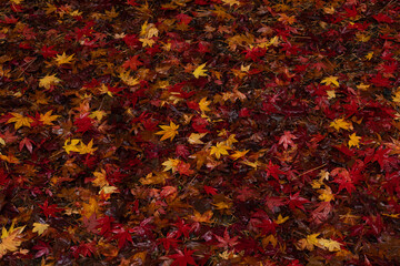 雨に濡れた赤色や黄色やオレンジ色に紅葉したもみじの落ち葉の絨毯