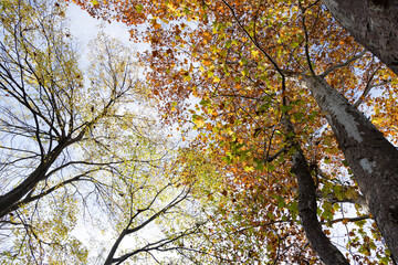 黄色や赤色やオレンジ色に紅葉した葉を纏った樹々を見上げた写真