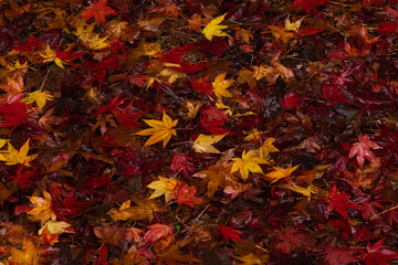 雨に濡れた赤色や黄色やオレンジ色に紅葉したもみじの落ち葉の絨毯