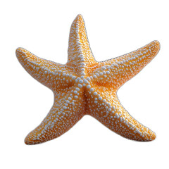 Vibrant Orange Starfish on Black Background