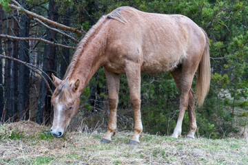 Brown horse gazing on the meadow. Close up photography