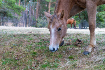 Brown horse gazing on the meadow. Close up photography