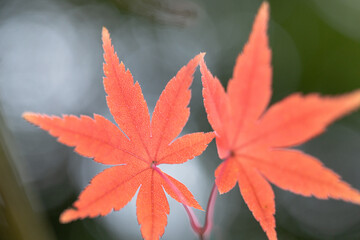 緑色の背景と赤色に紅葉したもみじの葉