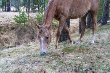 Brown horse gazing on the meadow. Close up photography