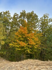 Naklejka premium autumn in the forest