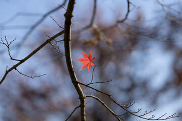枝の上に残った赤色に紅葉したもみじの葉と空