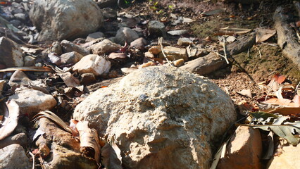 Close-Up of Rocks and Dry Leaves in Nature