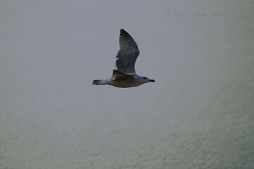seagull over sea and blue sky