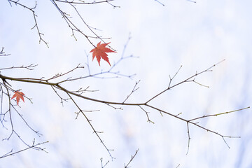 僅かに数枚だけ枝の上に残った赤色に紅葉したもみじの葉と空