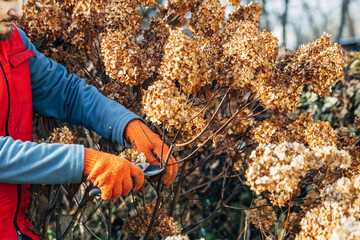 A gardener wearing gloves trims wilted hydrangea flowers before winter