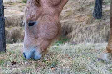 Fototapeta premium Brown horse gazing on the meadow. Close up photography
