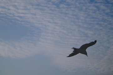 seagull over sea and blue sky