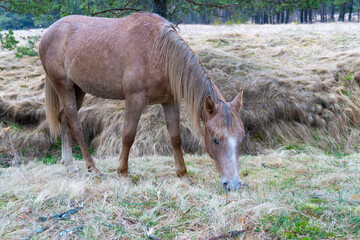 Brown horse gazing on the meadow. Close up photography