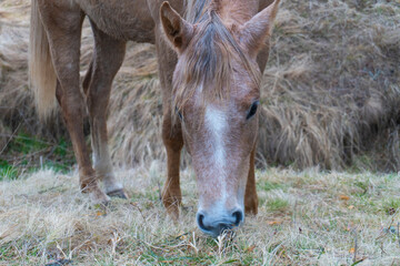 Fototapeta premium Brown horse gazing on the meadow. Close up photography