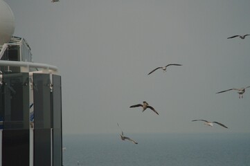 seagull over sea and blue sky