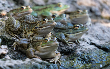 A group of green frog sitting in the shade on top of a bolder by the Creekside, in Thessaloniki, Greece.